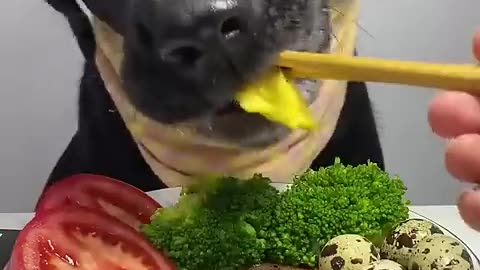 The amazing crunchy food by dog