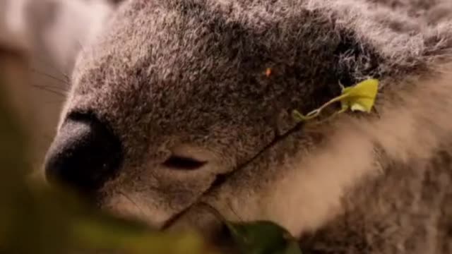 🤣 Funniest 🐶😻Animals vs The 😘 Cutest 🐰🐨Little Animals - Part: 2