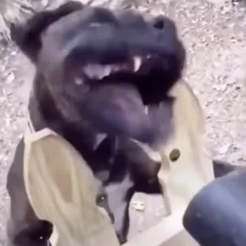 The dog was broken by someone