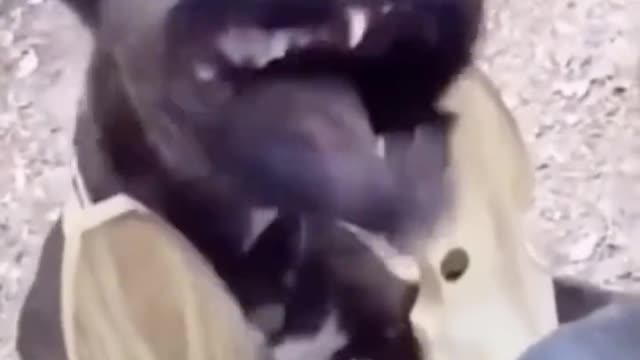 The dog was broken by someone
