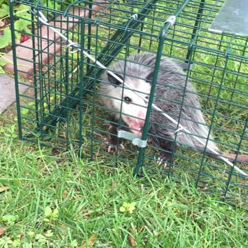Caught a possum