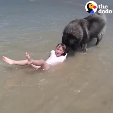 Dog, Saves, His Little Girl from the ocean / The Dodo