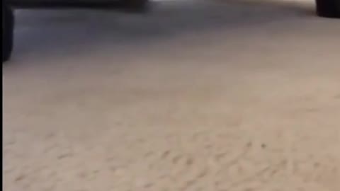 Corgi steals potato from grocery bag, refuses to give it back