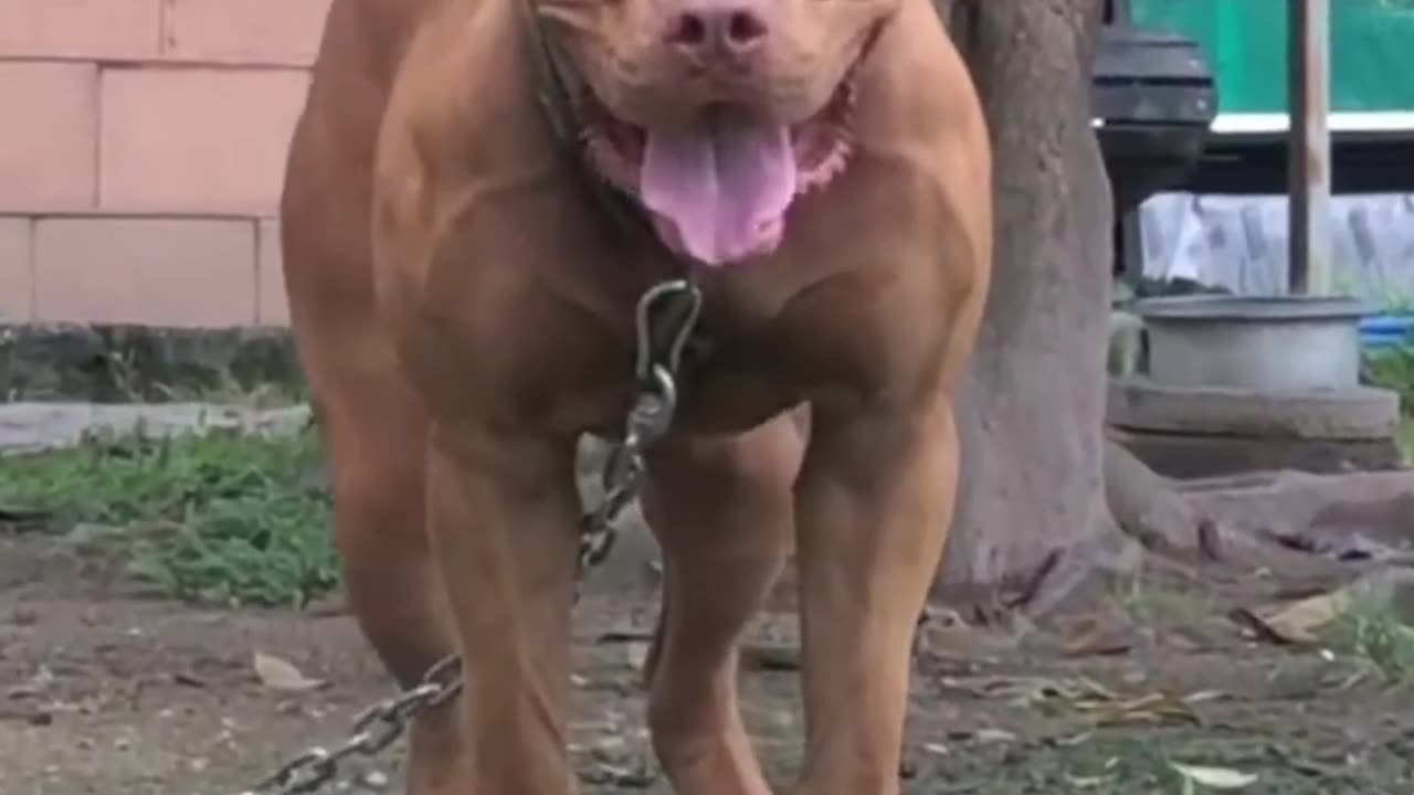 Meet the Top 5 Muscular Dog Breeds Ready to Protect