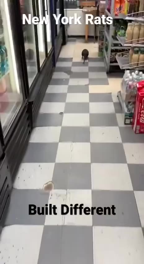 New York rats are huge 😱😱😱