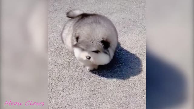 Fluffy baby Alaskan Malamute