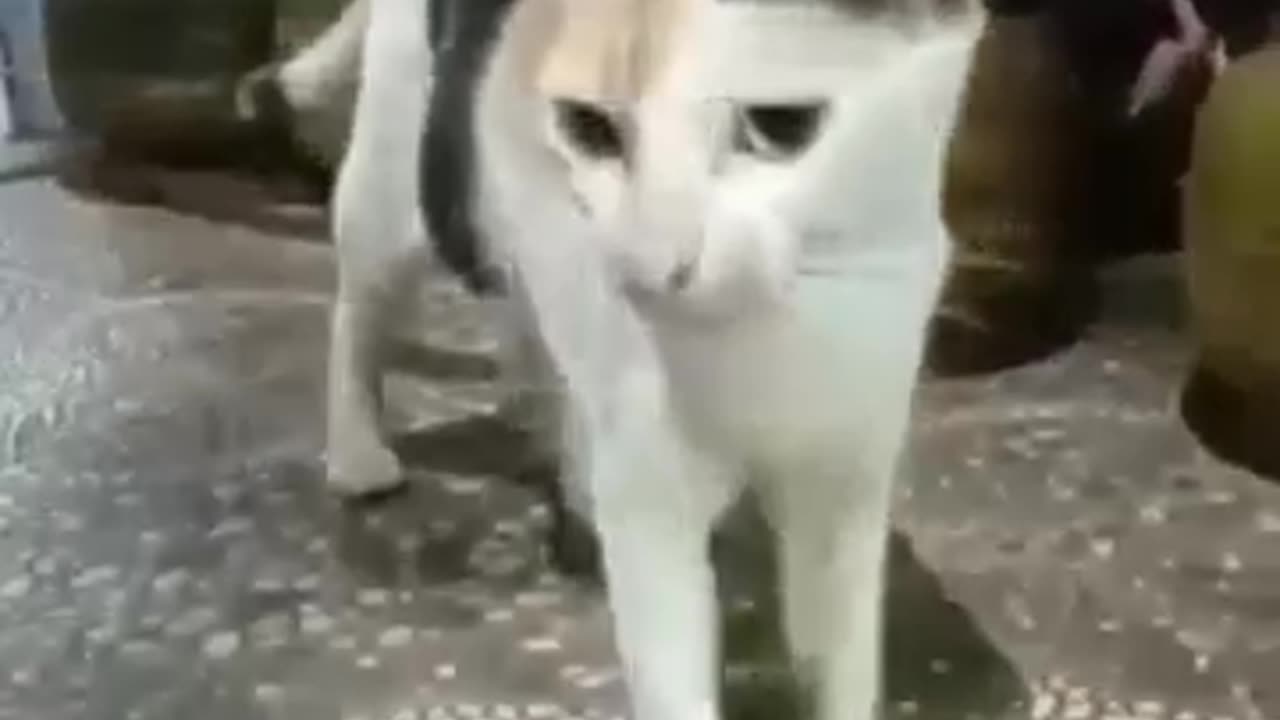 Cat funny video 😁😁😁😁😁