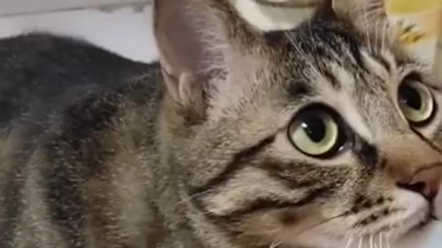 Funny cats being cats Funny cat videos Funny cats :)