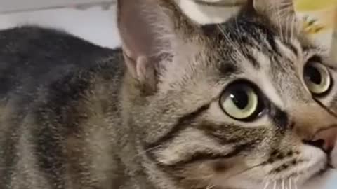 Funny cats being cats Funny cat videos Funny cats :)