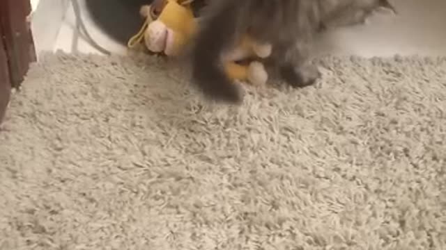 Cute Cat Playing With His Tiger Toy😍