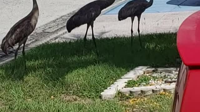 I Love Sand Hill Cranes