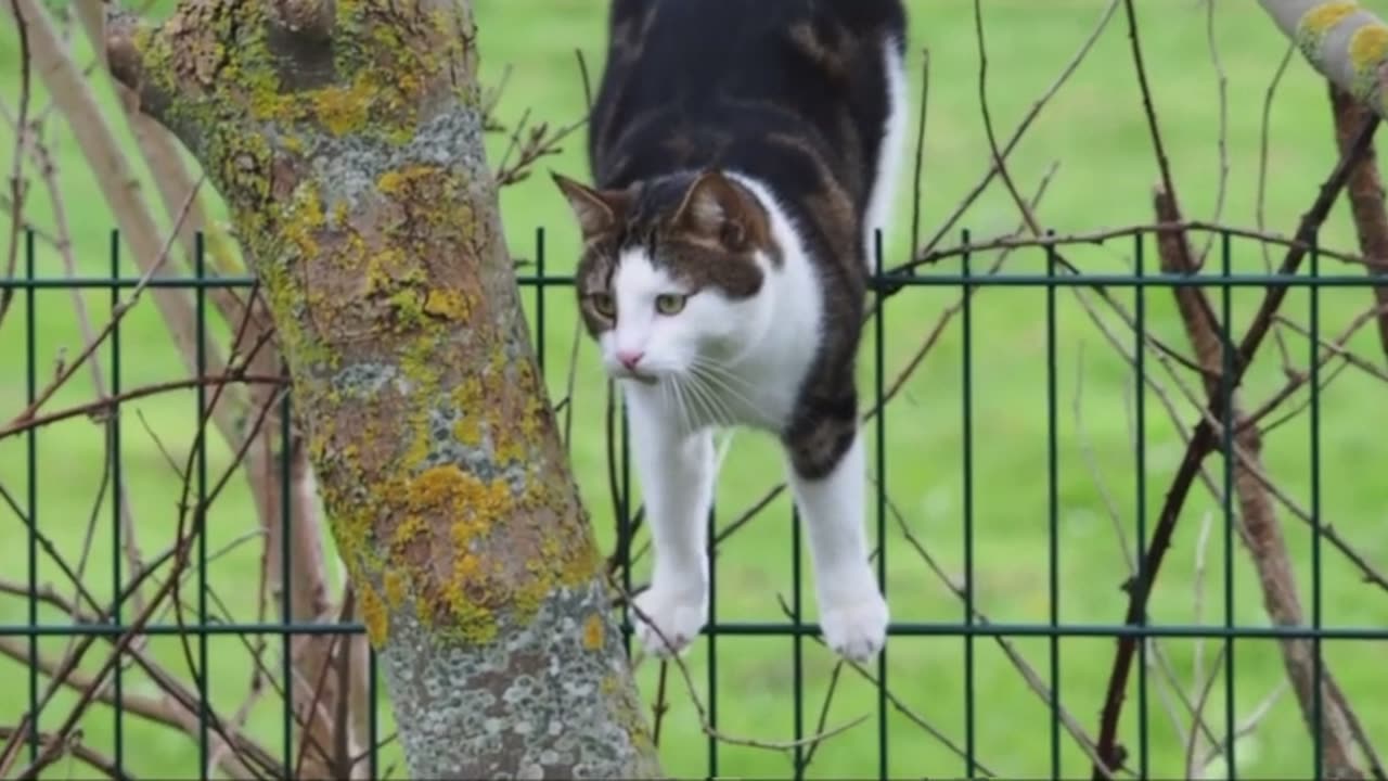 Two cats seen playing in a tree in Kent, UK