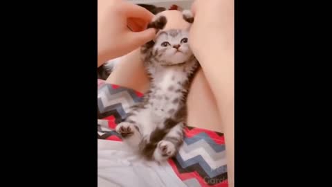 A cute kitten #1