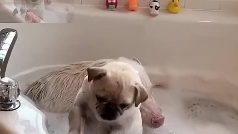 Pig take a shower