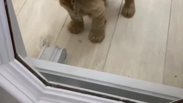 The cute pup on glass