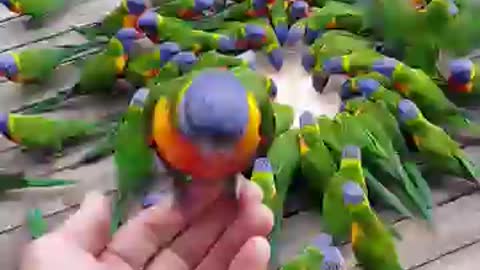 Lorikeet Mayhem9