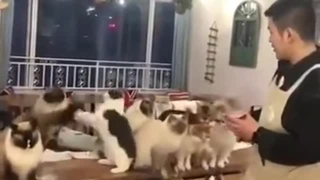 Train your cat to jump and dance