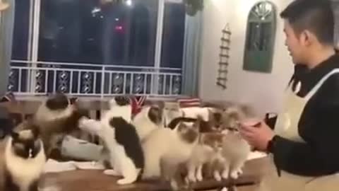 Train your cat to jump and dance