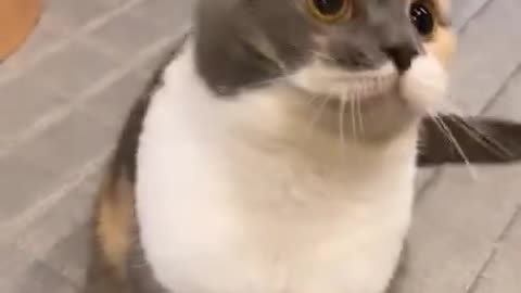 Funny cat