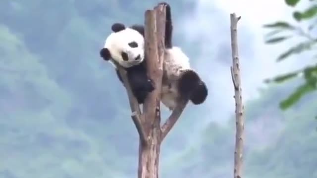 A cute panda on a tall tree