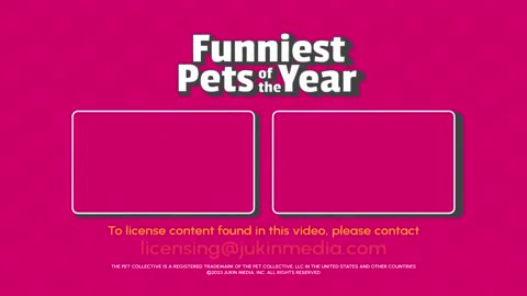 Collection of funny pets video.