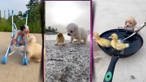 funny baby dog