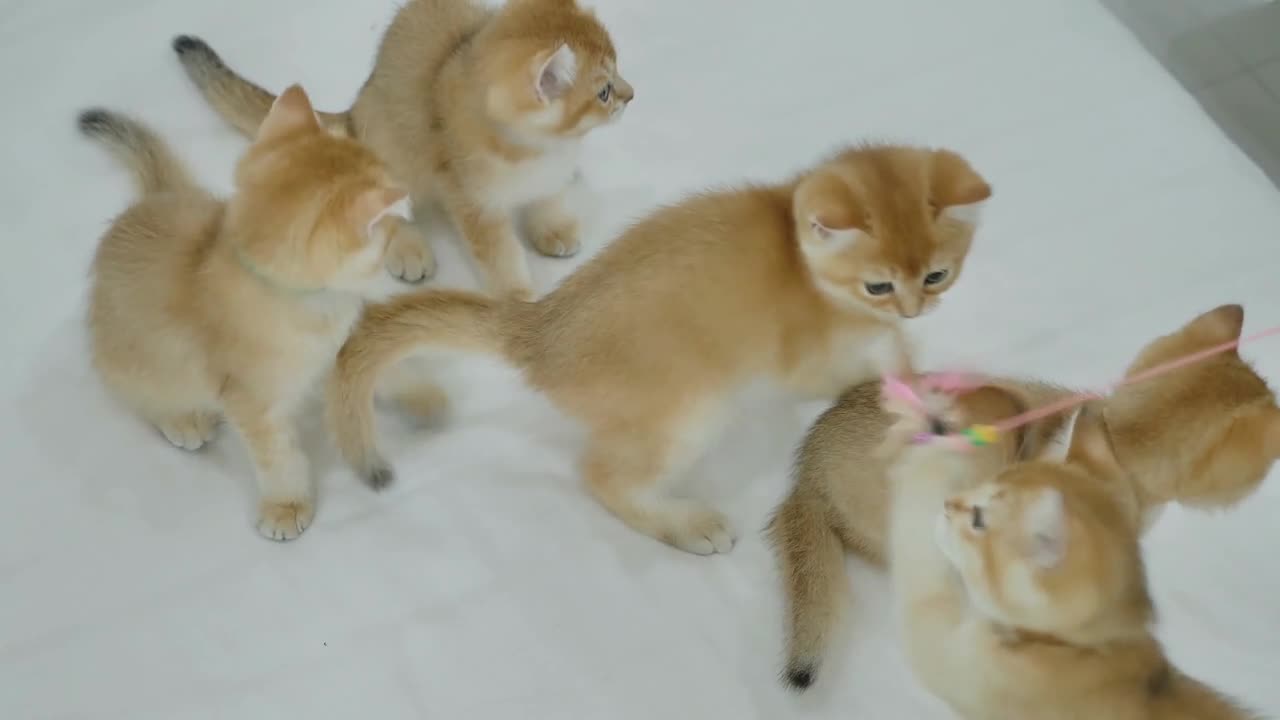 Cute Kittens Playing