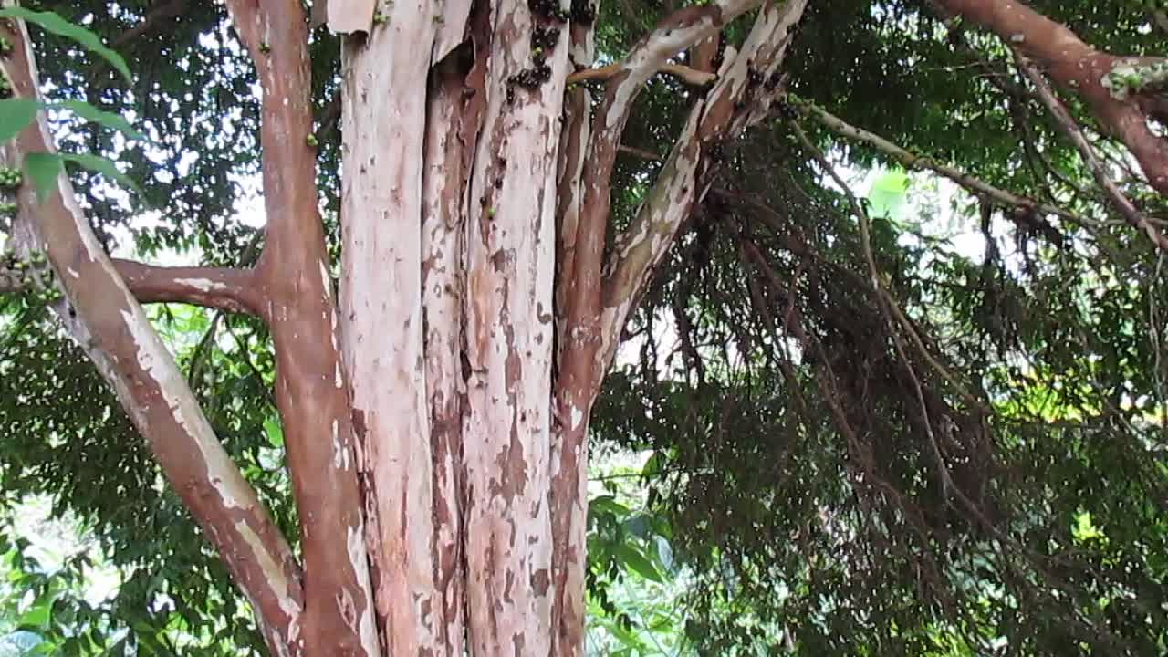 The Miraculous Jaboticaba Tree Amazon Tree