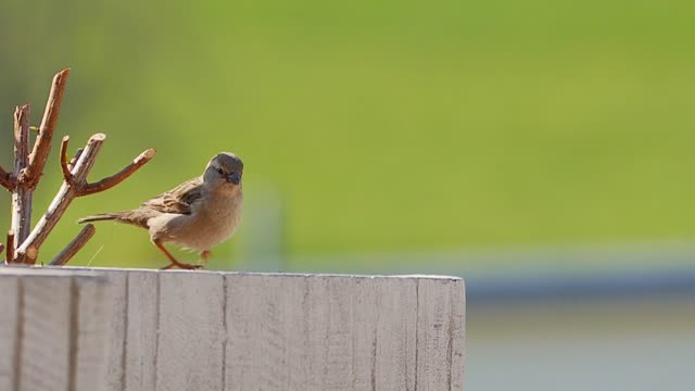 Sparrow Jump in slow motion