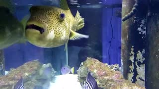 Huge Mappa Puffer