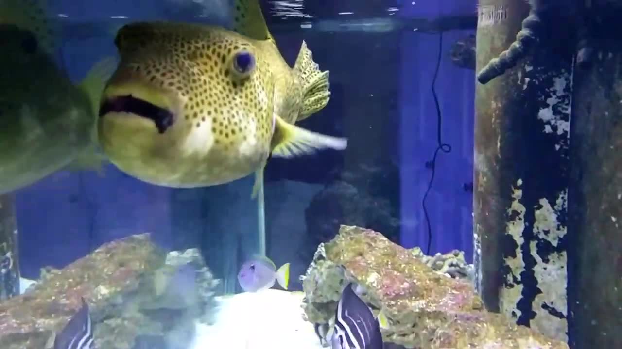 Huge Mappa Puffer