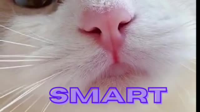 smart cute cat