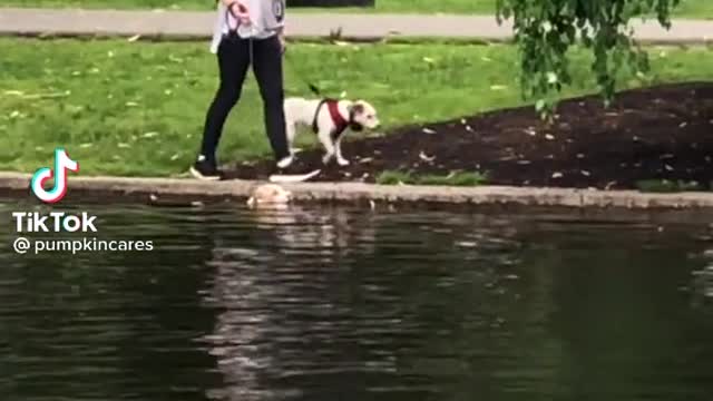 Baby Dog Doo Doo Doo Doo