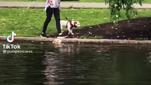Baby Dog Doo Doo Doo Doo
