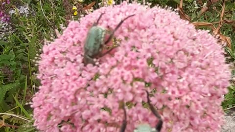 A section of leaf and flower species from village life / chapter 50