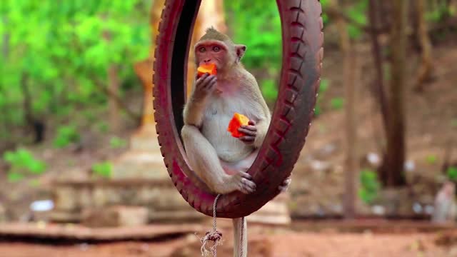 Monkey Eating A Food