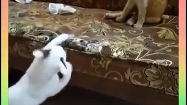 funny cats-cutest and funniest cat moment