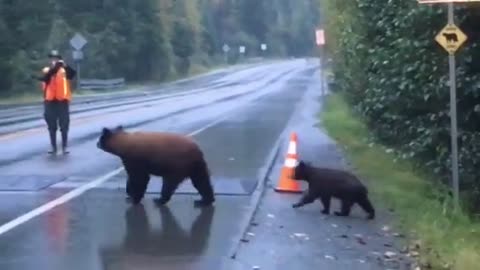Mama bear cross the street with two cubs