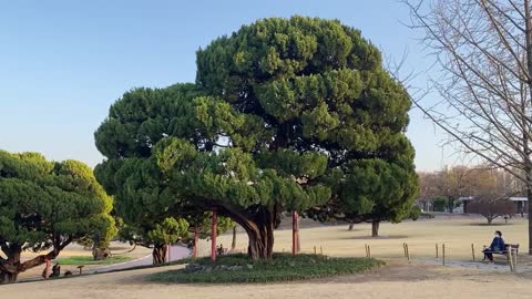 huge tree in korea city