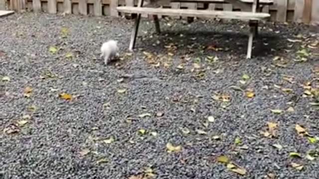 Cute and Funny Dog Videos