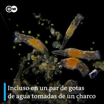 La vida en una gota de agua