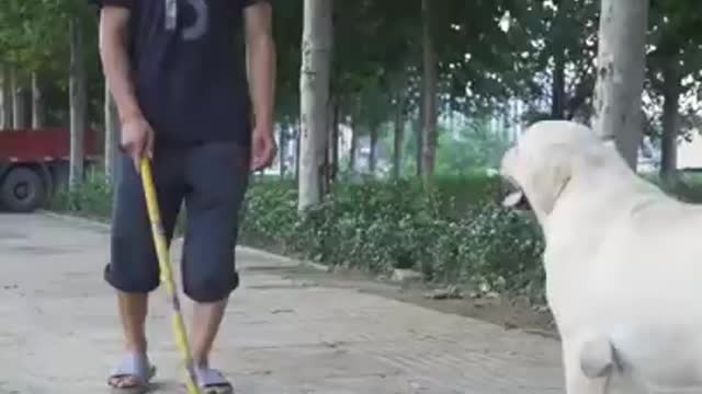 DOG SAVE BLIND MAN LIFE 😚😚😗 #SHOTS #DOGSAVE #YOUTUBESHOTS