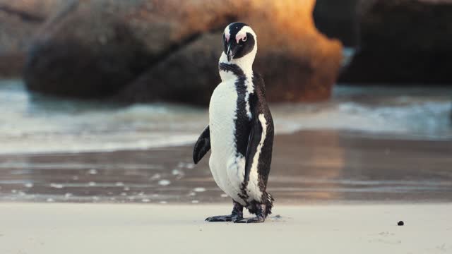 Watch a wonderful African Penguin at the Beach