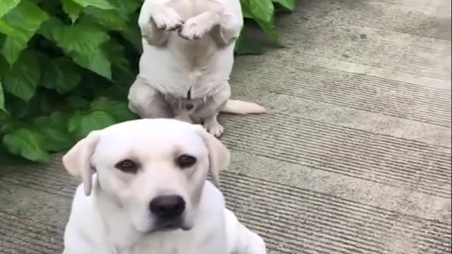 Funniest Animals /Cutest video Ever Best Of The 2021