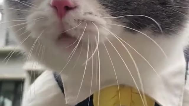 Funny Cat Meowing Trying to Say Something.