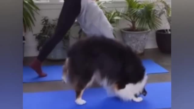 This Cute Yoga Dog Imitating His Owner