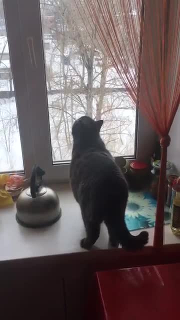 Clever cat has seen a Ghost where there is none purrs