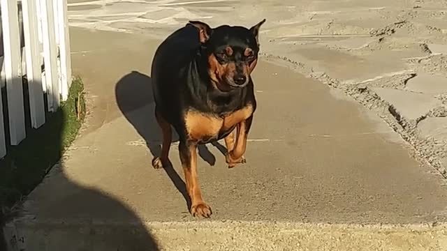 A Man Encouraging His Pet Dog