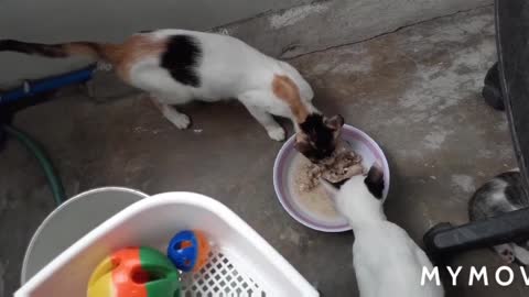 Feeding time for my cats 09-05-20