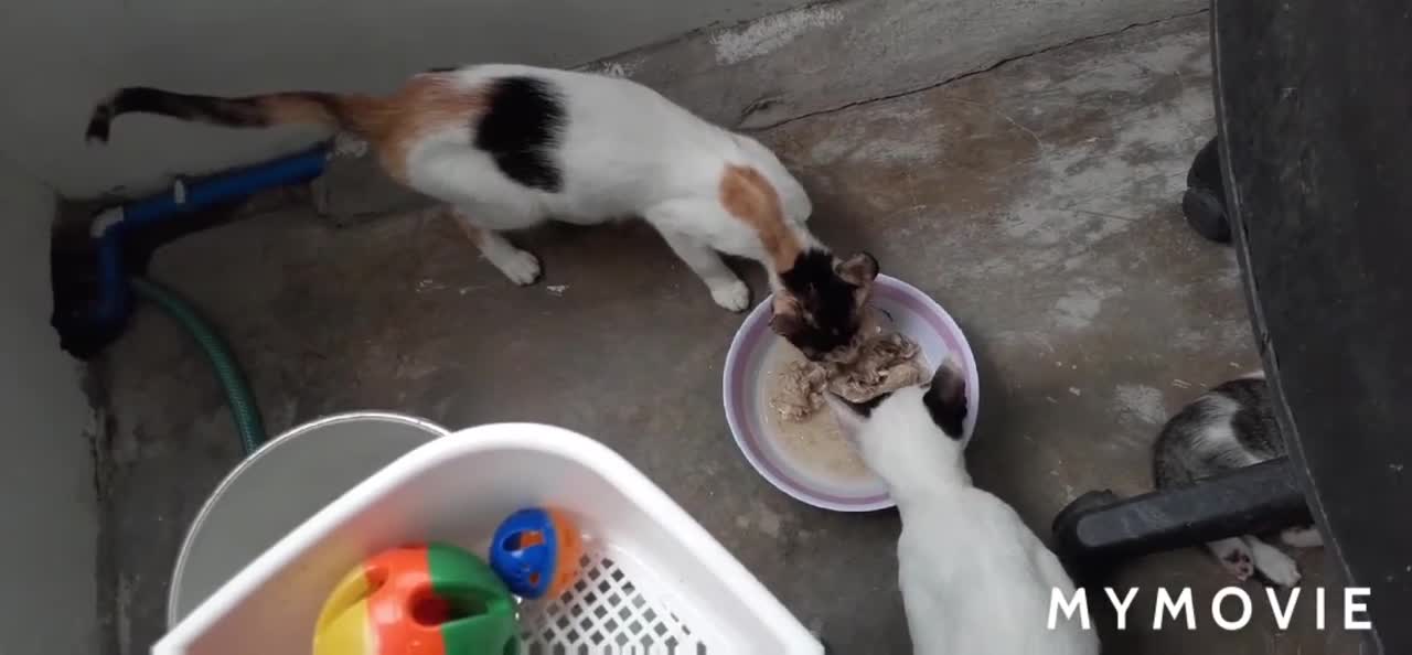 Feeding time for my cats 09-05-20